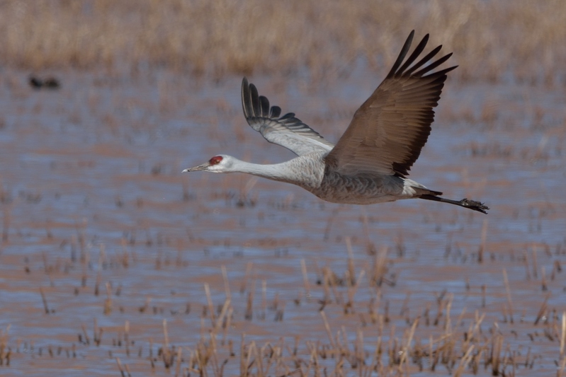 Canadese Kraanvogel